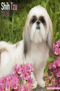 Shih Tzu Calendar 2020
