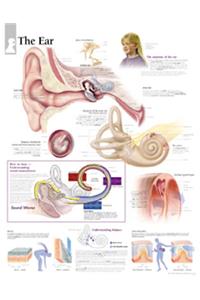 Ear Laminated Poster