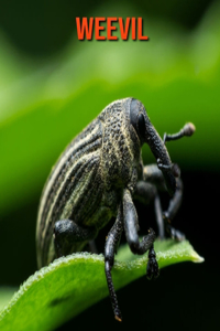 Weevil