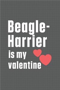 Beagle-Harrier is my valentine