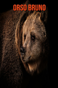 Orso bruno
