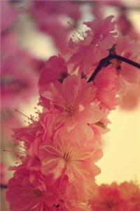 Mind Blowing Sakura Journal