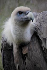 Griffon Vulture (Gyps Fulvus) Journal