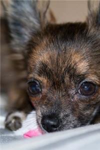 Close Up of a Sweet Chihuahua Puppy Dog Pet Journal
