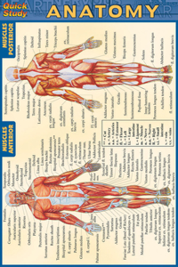 Anatomy - Pocket-Sized Reference Guide (4 X 6)