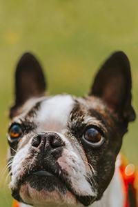 French Bulldogs Dog Pup Puppy Doggie Notebook Bullet Journal Diary Composition Book Notepad - Innocent Look
