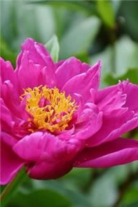 Pretty Pink Peony Flower Journal