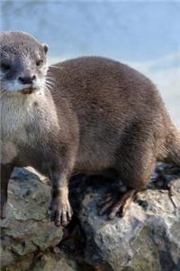 Cute Otter on the Rocks Journal