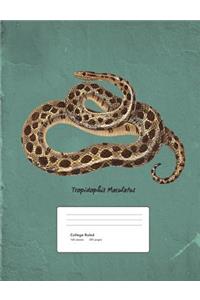 Snake Boa Constrictor Composition Book College Ruled
