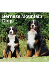 Bernese Mountain Dogs 2019 Square
