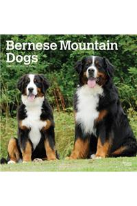 Bernese Mountain Dogs 2019 Square Wall Calendar