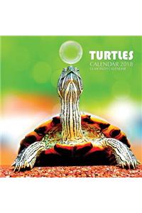 Turtles Calendar 2018