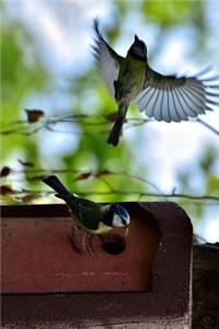 Blue Tits at a Bird Feeder Journal