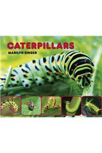 Caterpillars