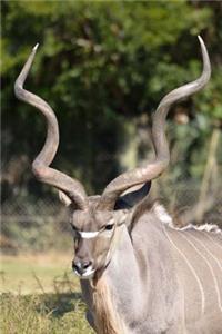 Kudu Antelope Journal