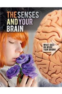 Senses and Your Brain