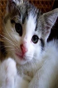 Cute Kitten Journal Cat Photo