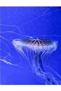 Jellyfish Notebook