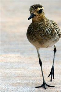 A Golden Plover Bird on the Shore Journal