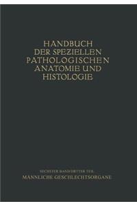 Harnorgane Männliche Geschlechtsorgane