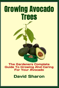 Growing Avocado Trees