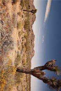Joshua Tree National Park in California Journal