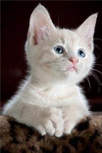Kitten