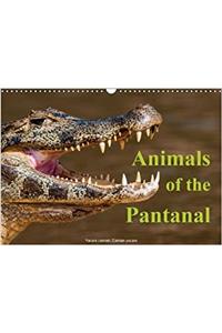 Animals of the Pantanal / UK Version 2018