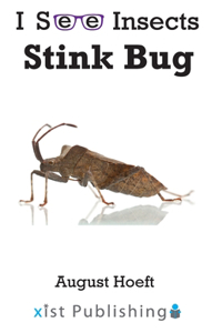 Stink Bug