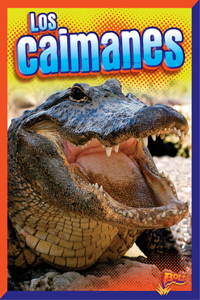 Caimanes
