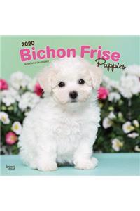 Bichon Frise Puppies 2020 Square