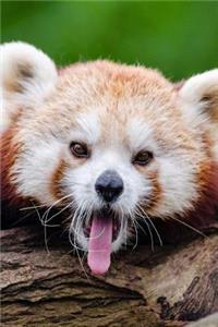 A Cute Red Panda Sticking Out Her Tongue Journal