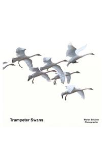 Trumpeter Swans