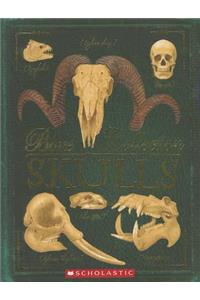 Bone Collection: Skulls