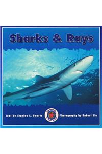 Sharks & Rays