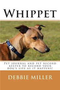 Whippet