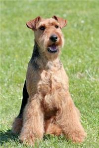 Welsh Terrier