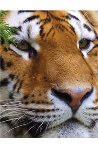 Tiger Watching Blank Sketchbook