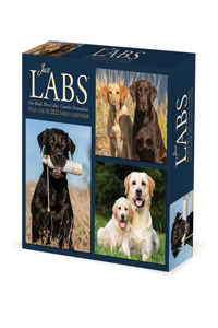 Labs 2022 Box Calendar - Dog, Labrador Retrievers Daily Desktop