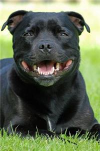 Very Cute Jet Black Staffordshire Terrier Journal