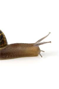 Snail Slime Slug Snails Slimy Slippery Slithery Pest Reptile Animal Insect