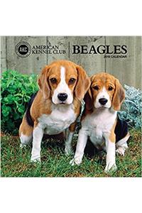 American Kennel Club Beagles 2018 Wall Calendar