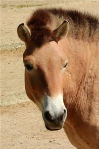 So Cool Przewalski Horse Equine Journal