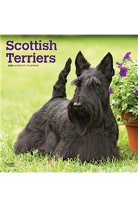 Scottish Terriers 2020 Square