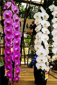 Stunning Potted Purple and White Orchids Journal