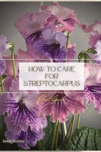 How to Care for Streptocarpus