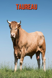 Taureau