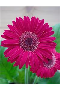 Gerbera Gardening Journal