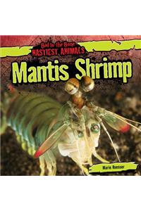 Mantis Shrimp