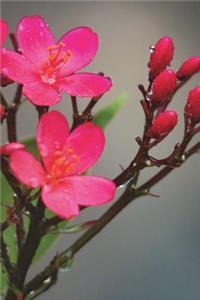 Coral Plant Journal